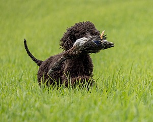 Ghillie Kezer
