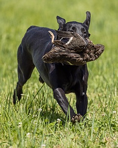 Sneak Carpenter