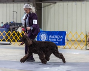18 - CASTLEHILL'S P.S. BABY I'M A STAR AT DONNYBROOK FDC CA FCAT SWNE
SWA SIAE SEAE TKN ATT FTN (Portia)