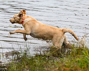 Ally Black