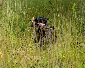 Otter Young