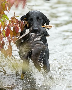 Splash
