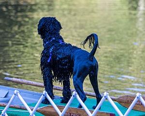 Harris Annie