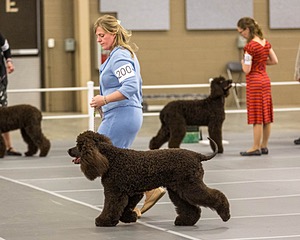 200 - GCH CH Poole’s Ide By Design (Skeeter)