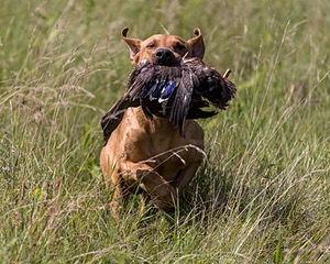 Gauge Kilby