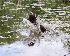 Ghillie Kezer