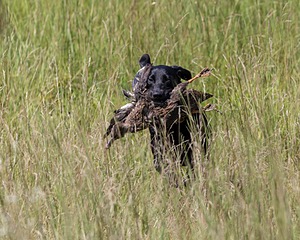 20180805-SHL-0978.jpg