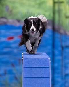 Breeze Schunk