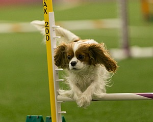 20150321-LEAP-1633.jpg