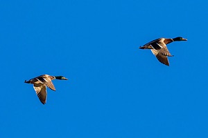 20151205-0669.jpg