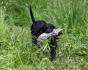 20170603-SHRW-2021.jpg