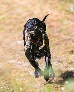 Brutus Culbertson