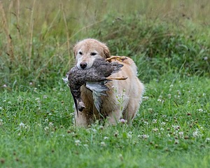 Charm Schapp