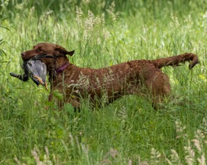 20170603-SHRW-1854.jpg
