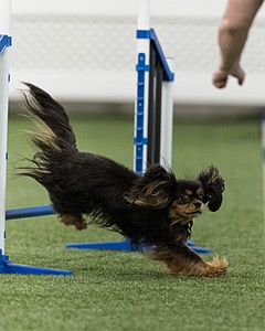 Harry Rusinko
