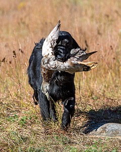 Ruger Bodine