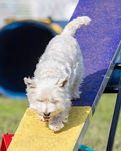 Ivy Barnum