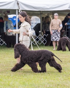 20 - GCHS CH POOLE'S IDE SAY NO MORE OHS CD RE JH DS (Simone)