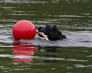 Boaty Bellicose