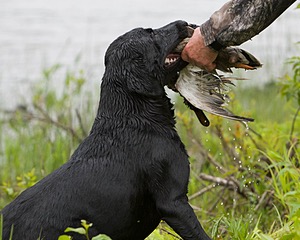 20080531-HRW-1031.jpg