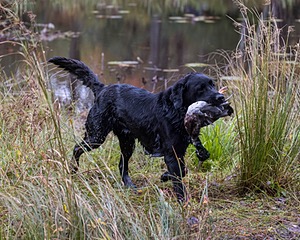 Ranger Schuko