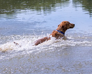 Chase