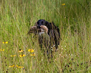 Otter Young