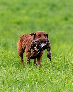 20170603-SHRL-0955.jpg