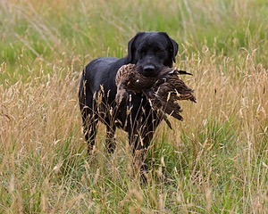 Sambo Moss