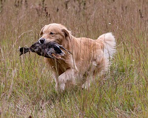 Opie McGee