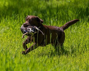 20170604-SEAL-1050.jpg