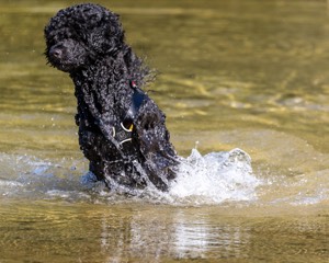 Breeze Holden