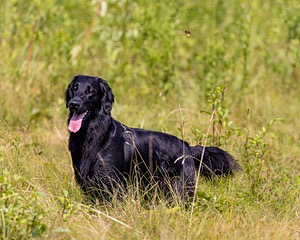Ziva