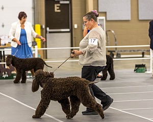 17 - Ballyhoo’s V Finnegan Mcneill BN FDC CA BCAT DS DJ CGCA TKN VHMA JH JHU WD