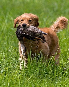 20170603-SHRL-0064.jpg