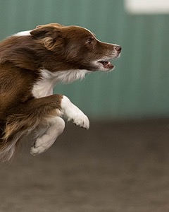 Ruff Bettler