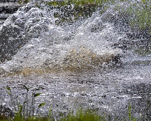 Sprout Sumner