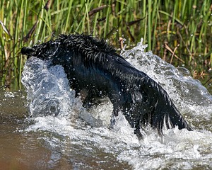 Splash