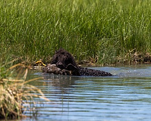 Ghillie
