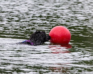Boaty Bellicose