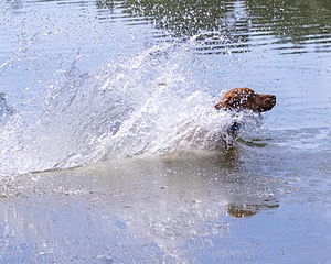 Chase