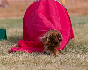 20150613-CCKC-0011.jpg