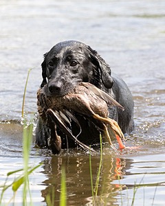 Scout Orlowski