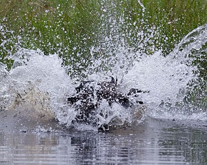 20130713-MHB2-0052.jpg
