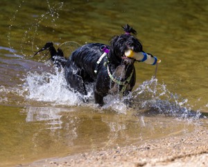 Dottie Notestine