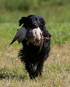 Bode Markle