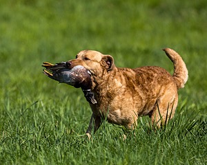 Odie