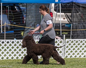 41 - GCH CH Brekkon's First Mark BN RN CGC TKN