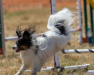 20160618-CCKC-2058.jpg