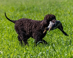 Ghillie Kezer